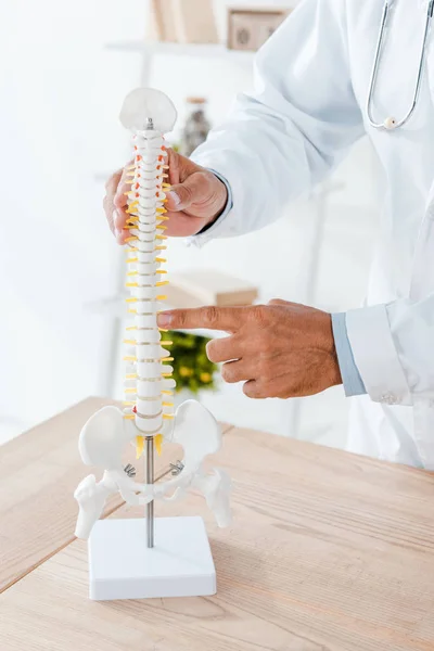 Vista recortada del médico en bata blanca apuntando con el dedo al modelo de columna vertebral - foto de stock