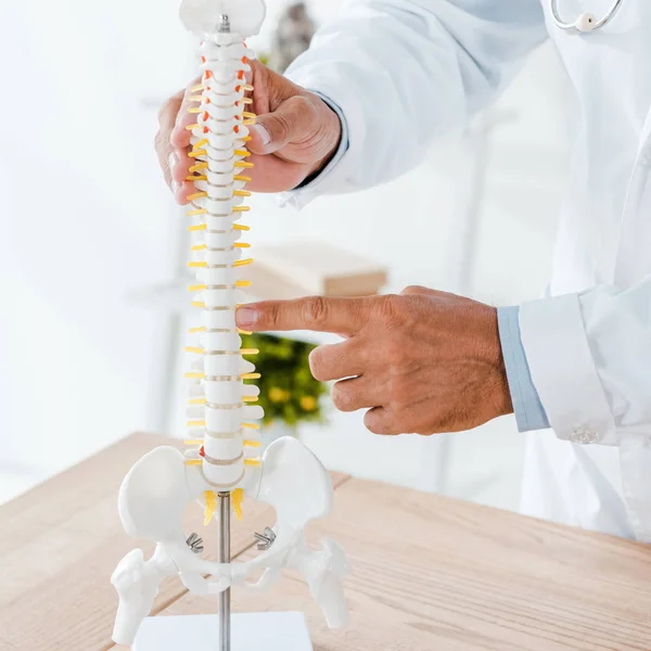 Cropped view of doctor pointing with finger at spine model in clinic — Stock Photo