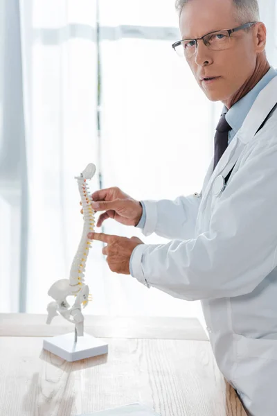 Doctor in glasses pointing with finger at spine model in clinic — Stock Photo