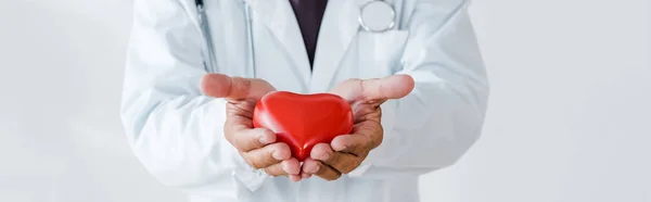 Panoramic shot of doctor holding red heart model in hands on white — Stock Photo