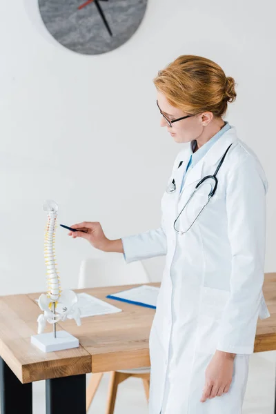 Attrayant médecin dans des lunettes tenant stylo près de la colonne vertébrale modèle en clinique — Photo de stock