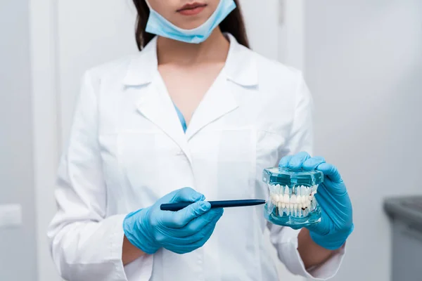 Обрезанный вид стоматолога в медицинской маске с ручкой рядом с моделью зубов — стоковое фото