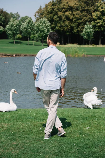 Vista trasera del joven de pie cerca del lago con cisnes blancos en el parque — Stock Photo