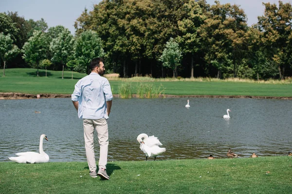 Vue arrière du jeune homme debout près de l'étang avec des cygnes blancs dans le parc — Photo de stock