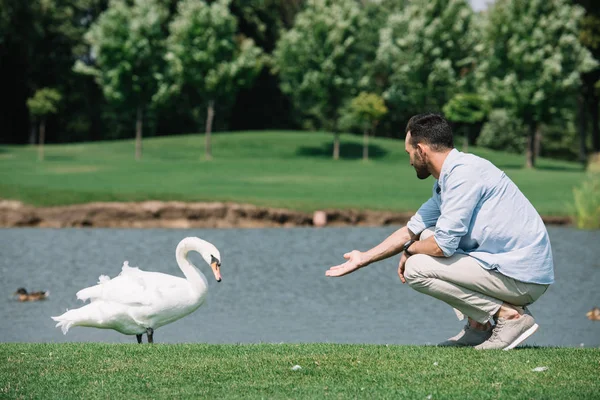 Young man standing with outstretched hand near white swan in park — Stock Photo