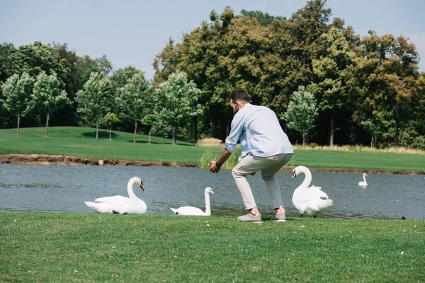 Young man standing with outstretched hands near white swans in park — Stock Photo