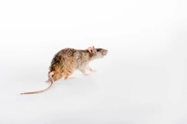 Small and fluffy rat running on white — Stock Photo