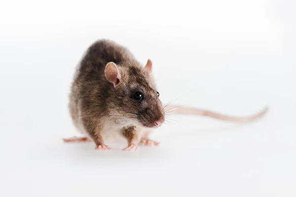 Selektiver Fokus der kleinen Ratte isoliert auf Weiß — Stockfoto