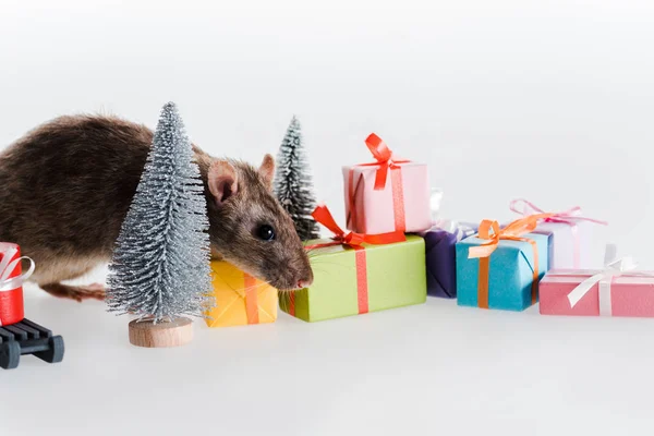 Rata pequeña y linda cerca de coloridas cajas de regalo aisladas en blanco — Stock Photo