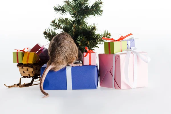 Petit rat près de boîtes-cadeaux colorées isolé sur blanc — Photo de stock