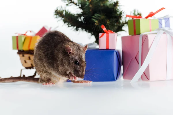 Little rat near colorful gift boxes isolated on white — Stock Photo