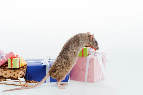 Rato pequeno e doméstico perto de presentes coloridos isolados em branco — Fotografia de Stock