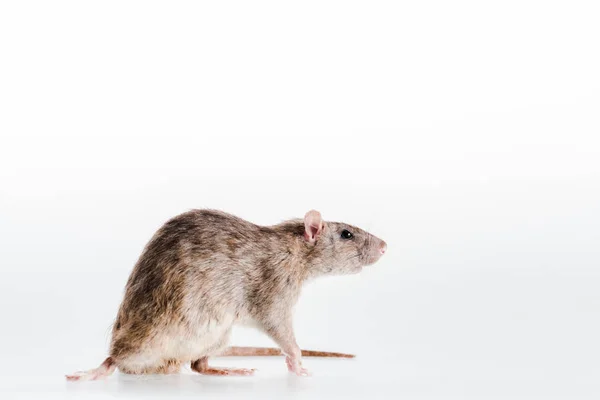 Carino e piccolo ratto isolato su bianco — Foto stock