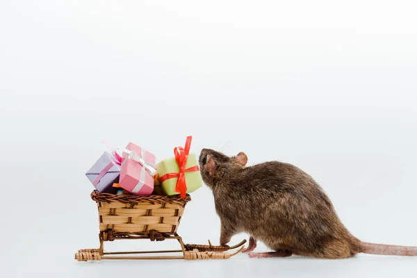 Petit rat près du traîneau à jouets avec des cadeaux colorés isolés sur blanc — Photo de stock