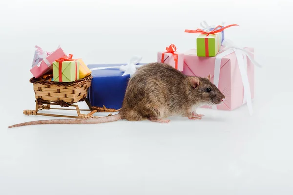 Pequeña rata cerca de trineo de juguete y coloridos regalos aislados en blanco - foto de stock