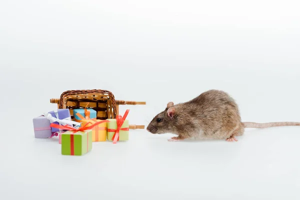Little rat near toy sleigh and colorful presents isolated on white — Stock Photo