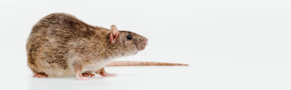 Panoramic shot of small domestic rat isolated on white — Stock Photo