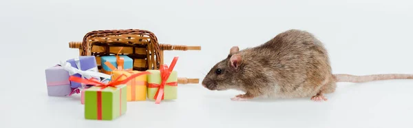 Tiro panorâmico de rato pequeno perto de trenó de brinquedo e apresenta isolado em branco — Fotografia de Stock