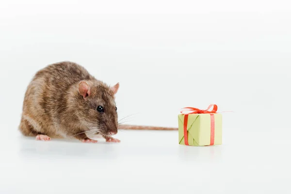 Kleine und niedliche Ratte in der Nähe Spielzeug Geschenk auf weiß — Stockfoto