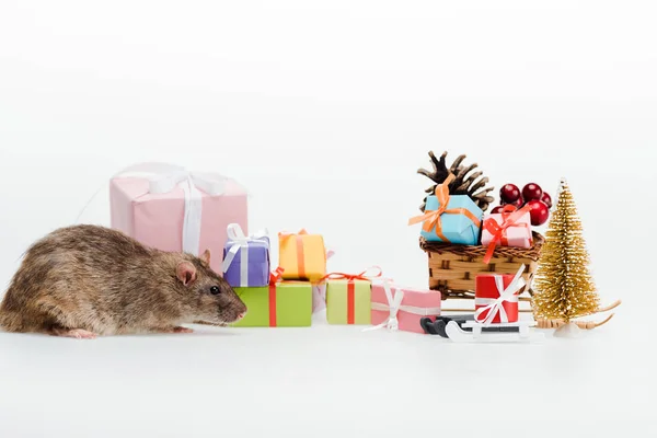 Small rat near multicolored gifts isolated on white — Stock Photo