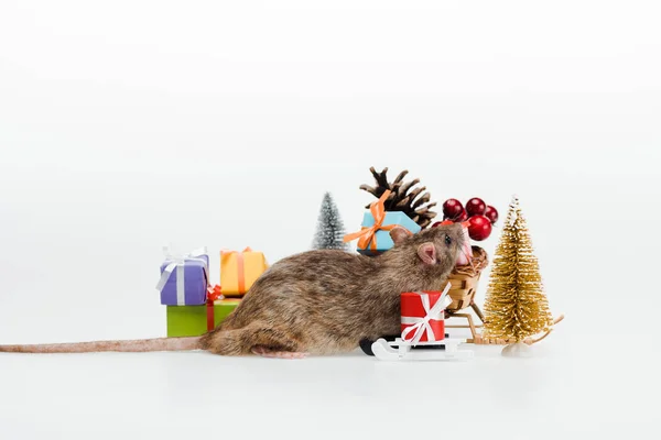 Little rat near multicolored gifts isolated on white — Stock Photo