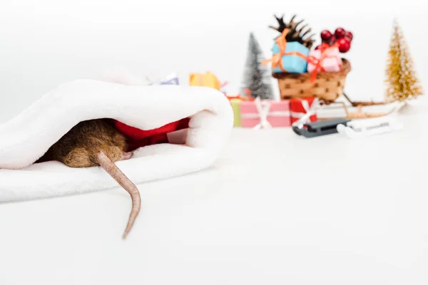 Selective focus of domestic rat in santa hat isolated on white — Stock Photo