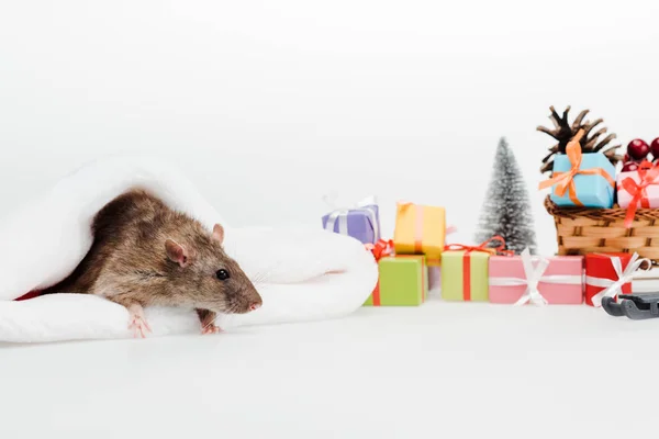 Selective focus of little rat in santa hat isolated on white — Stock Photo
