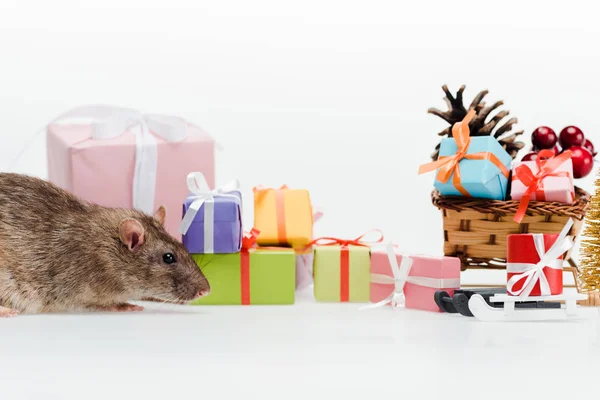 Pequeno rato doméstico perto de presentes coloridos isolados em branco — Fotografia de Stock