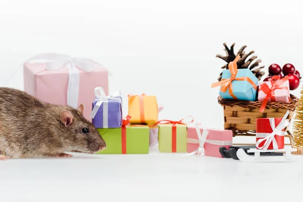 Kleine Hausratte in der Nähe von bunten Geschenken isoliert auf weiß — Stockfoto