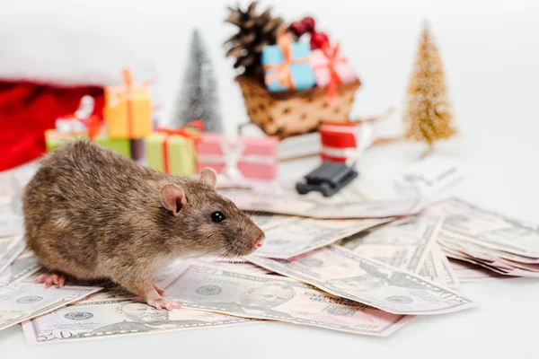 Selective focus of small rat near money and gifts isolated on white — Stock Photo