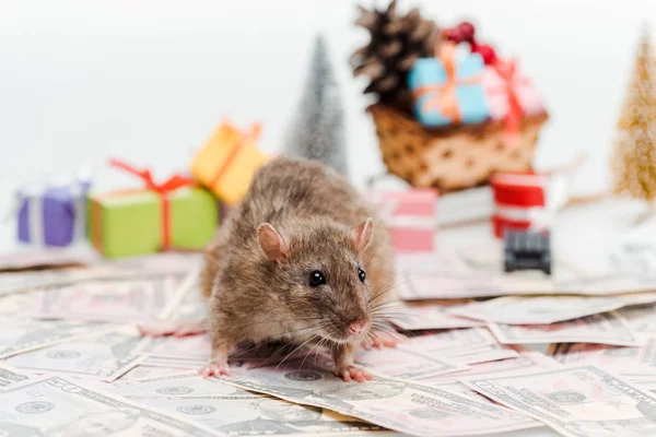 Selective focus of small rat near money and presents isolated on white — Stock Photo