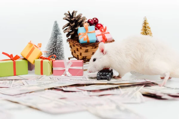 Selektiver Fokus der Ratte in der Nähe von Geld und Geschenke isoliert auf weiß — Stockfoto