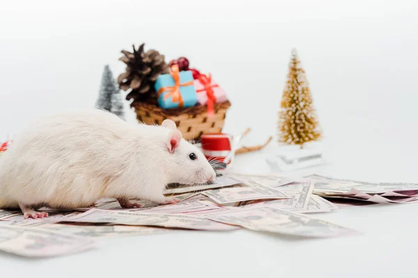 Foco seletivo de rato bonito perto do dinheiro e apresenta isolado no branco — Fotografia de Stock