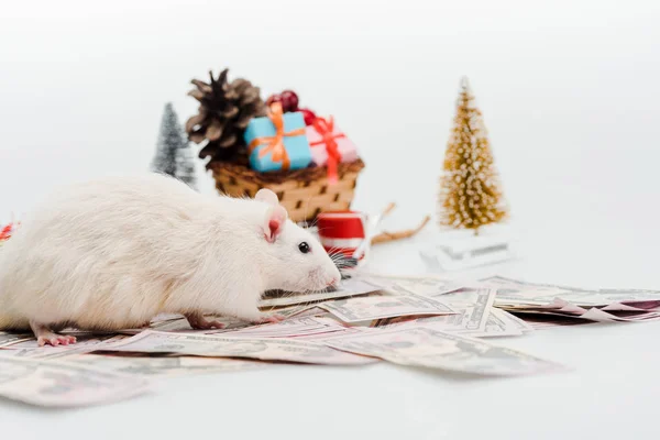 Foyer sélectif de rat mignon près de l'argent et présente isolé sur blanc — Photo de stock