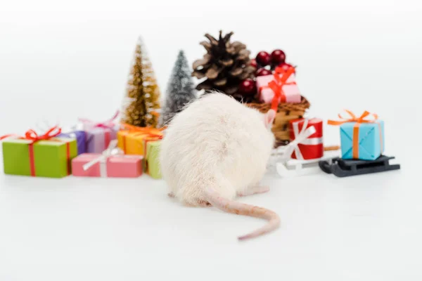 Selektiver Fokus der Hausratte in der Nähe bunter Geschenke isoliert auf Weiß — Stockfoto