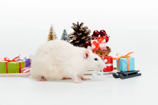 Domestic rat near colorful presents on white — Stock Photo