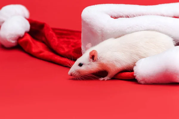 Fuoco selettivo di carino ratto bianco vicino a cappelli di Babbo Natale isolati sul rosso — Foto stock