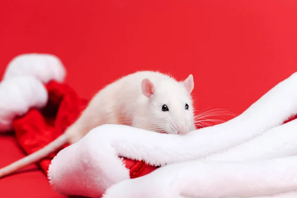 Selektiver Fokus der niedlichen weißen Ratte auf Weihnachtsmützen isoliert auf Rot — Stockfoto