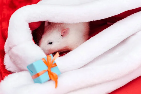 Selektiver Fokus der niedlichen weißen Ratte in Weihnachtsmütze in der Nähe von Geschenk — Stockfoto