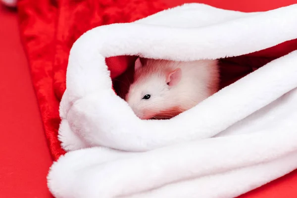 Enfoque selectivo de rata pequeña linda en sombrero de santa aislado en rojo - foto de stock