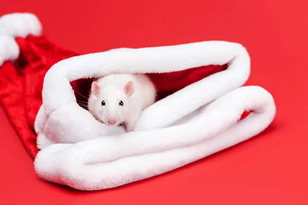 Selective focus of cute rat in santa hat isolated on red — Stock Photo