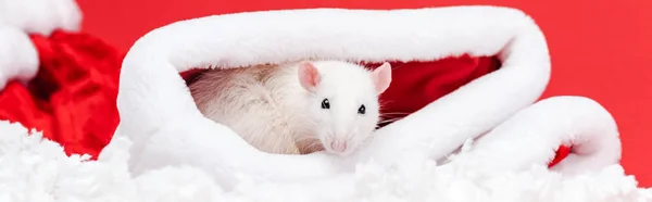 Panoramic shot of cute small rat in santa hat isolated on red — Stock Photo