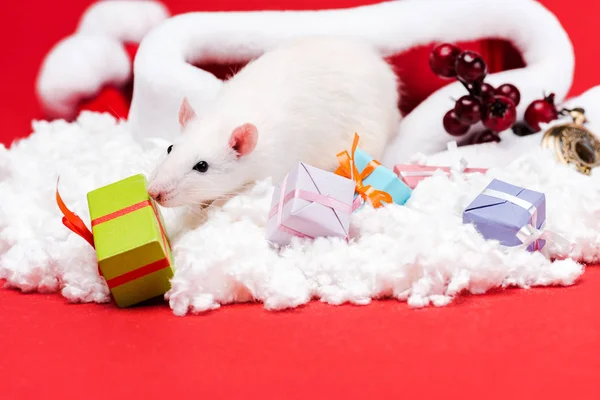 Вибірковий фокус миші на капелюсі Санта поблизу подарунків і червоних ягід ізольовані на червоному — стокове фото