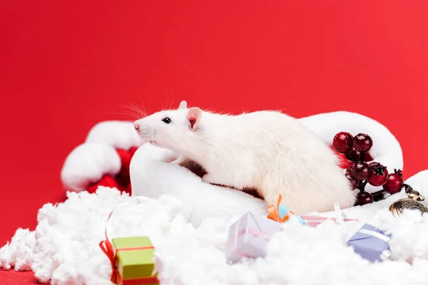 Selective focus of little mouse on santa hat near presents and red berries isolated on red — Stock Photo