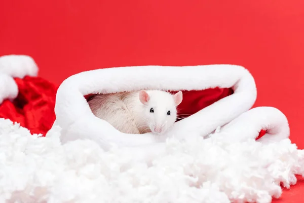 Selective focus of cute small rat in santa hat isolated on red — Stock Photo