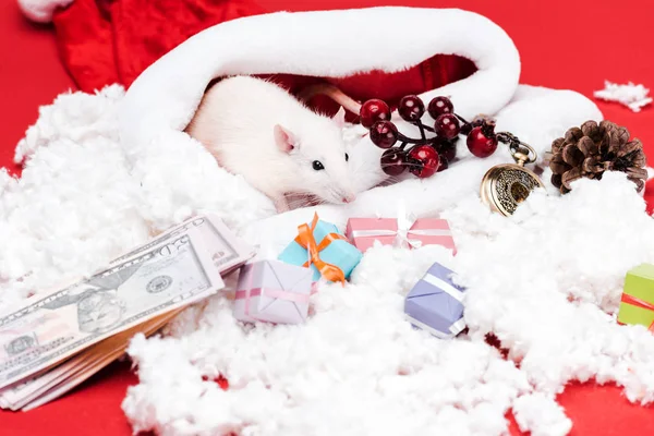Милая мышь рядом подарки и доллар банкноты изолированы на красный — стоковое фото