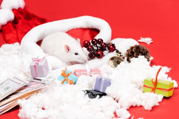 Ratoncito en sombrero de santa cerca de bayas rojas, dinero y regalos aislados en rojo - foto de stock