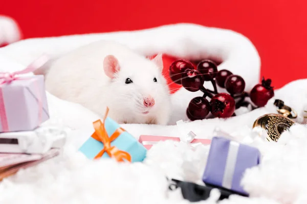 Selective focus of small rat in santa hat near pine cone and presents isolated on red — Stock Photo