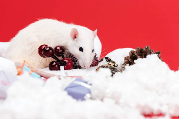 Foco seletivo de pequeno rato perto de bagas vermelhas e apresenta isolado no vermelho — Fotografia de Stock
