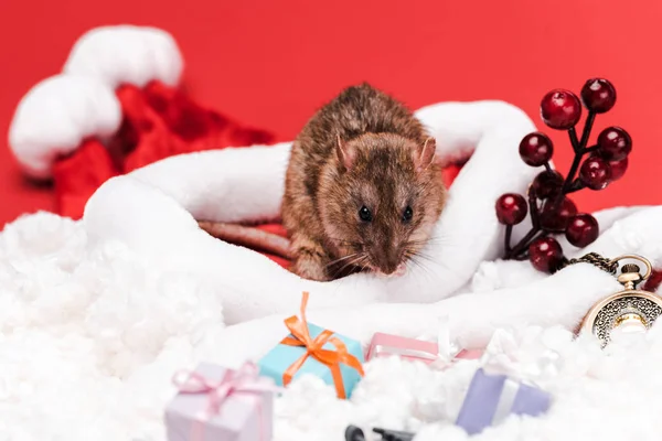 Selective focus of small rat near red berries and gifts isolated on red — Stock Photo